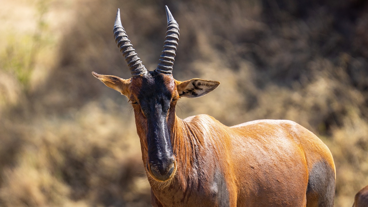 Last of Their Kind - The World's Most Endangered Species
